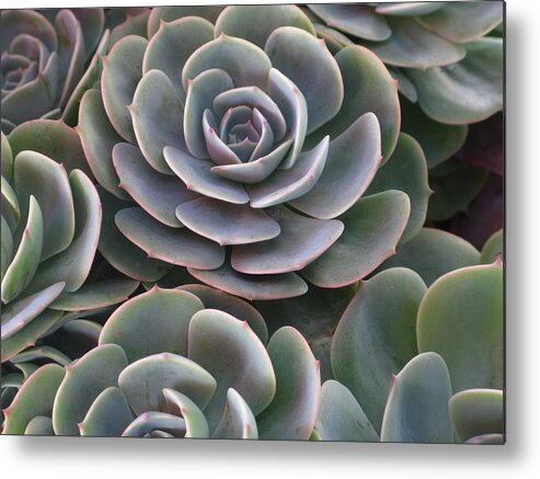 Scenics Metal Print featuring the photograph Hens And Chicks Plant Full Frame by Sassy1902
