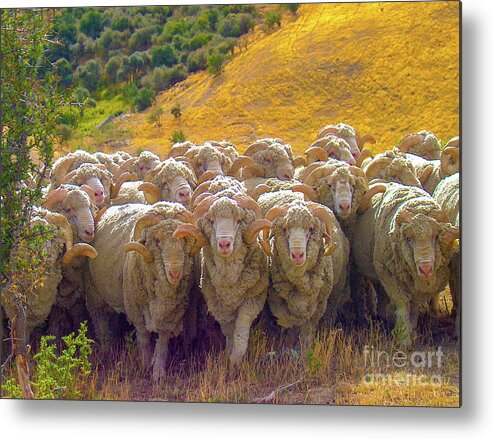 Sheep Metal Print featuring the photograph Herding Merino Sheep by Leslie Struxness