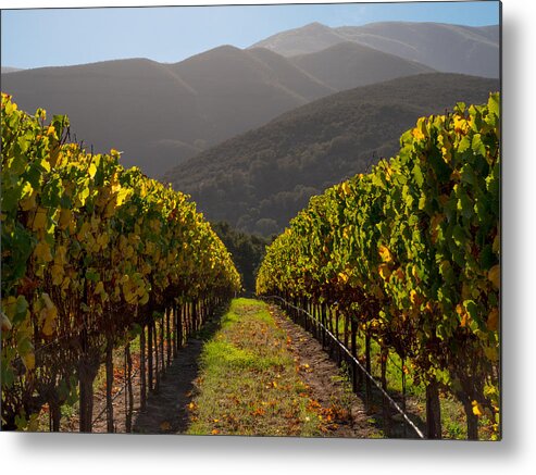 Vineyard Metal Print featuring the photograph Hillside Vineyard by Derek Dean