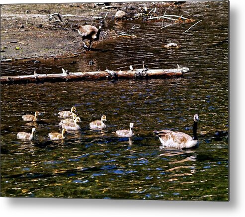 Wildlife Metal Print featuring the photograph Honker Family Swim by Richard Thomas