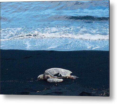 Beach Turtle Honu Metal Print featuring the photograph Honu, a Hawaiian green sea turtle rests the Black Sand Beach Punaluu, Hawaii by Lehua Pekelo-Stearns