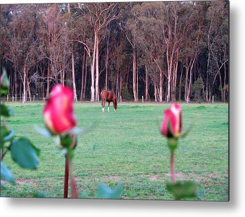 View Metal Print featuring the photograph Horse and Roses by Joan Stratton