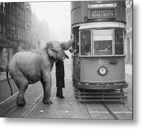 1930-1939 Metal Print featuring the photograph Hungry Elephant by Fox Photos