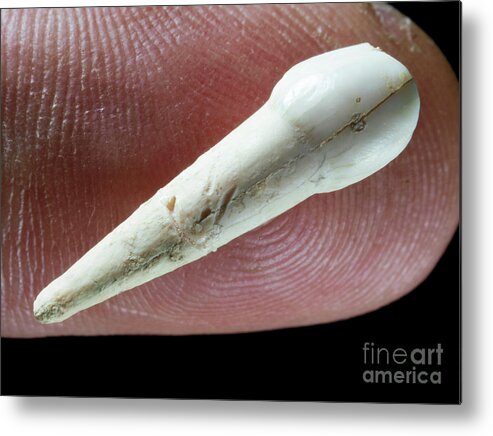Neanderthal Metal Print featuring the photograph Infant Neanderthal Tooth by Javier Trueba/msf/science Photo Library