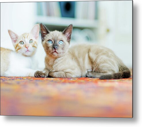 Pets Metal Print featuring the photograph Kitties Sisters by Cindy Loughridge