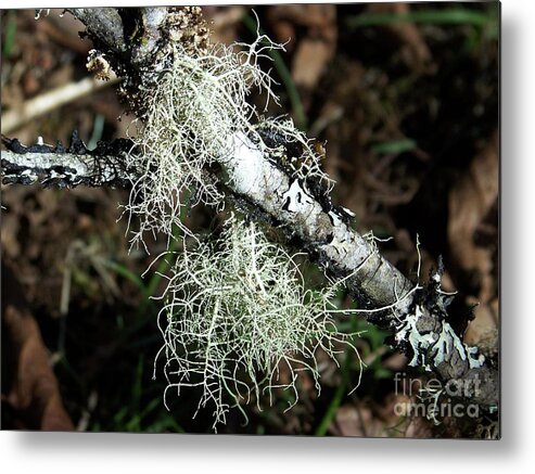 Tree Metal Print featuring the photograph Lichen Branch by Julie Rauscher