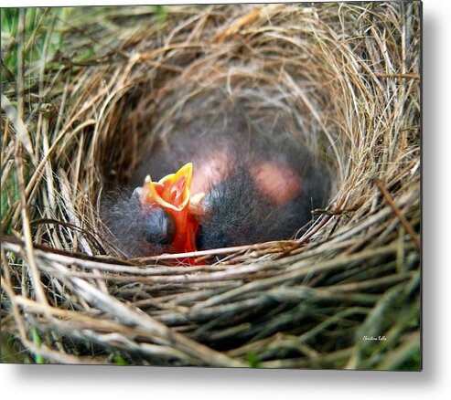 Birds Nest Metal Print featuring the photograph Life in the Nest by Christina Rollo
