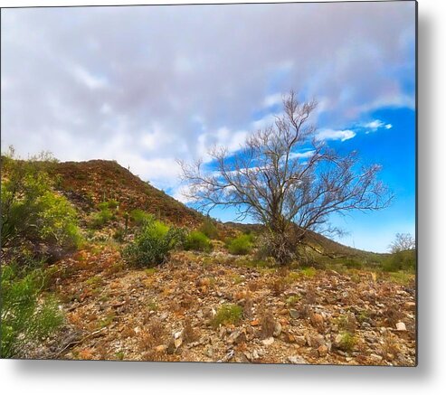Arizona Metal Print featuring the photograph Lone Palo Verde by Judy Kennedy