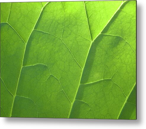 Natural Pattern Metal Print featuring the photograph Macro View Of A Leafs Veins by Michael Duva