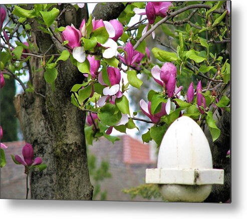 Garden View Metal Print featuring the photograph Magnolia Display by Joan Stratton
