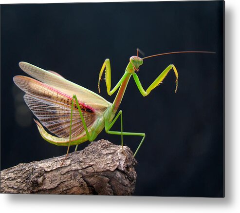 Insect Metal Print featuring the photograph Mantis by Adegsm