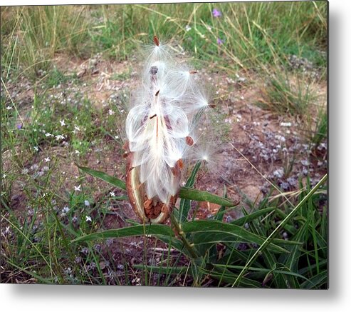 Grass Metal Print featuring the photograph Milkweed by Ivars Vilums
