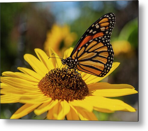 Monarch Butterfly Metal Print featuring the photograph Monarch On Sunflower 2019 by Thomas Young