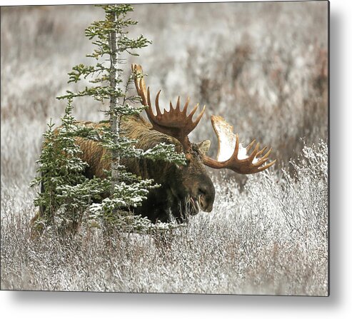 Sam Amato Photography Metal Print featuring the photograph Monster Denali Bull Moose by Sam Amato