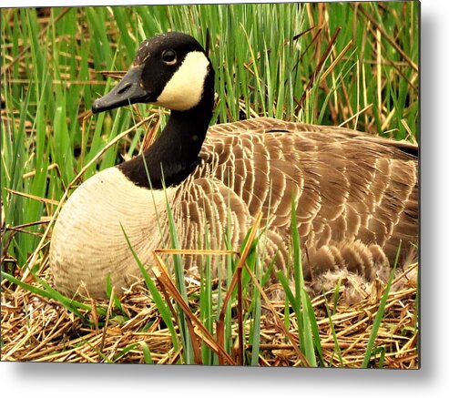 Goose Metal Print featuring the photograph Nesting Canada Goose by Lori Frisch