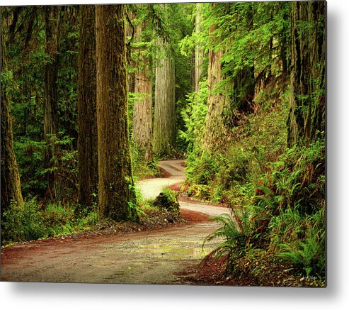 Beautiful Metal Print featuring the photograph Old Growth Forest Route by Leland D Howard