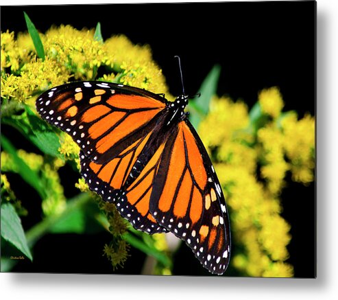 Monarch Butterfly Metal Print featuring the photograph Orange Monarch Butterfly by Christina Rollo