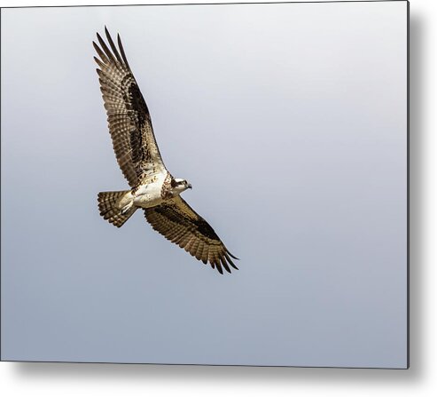 Osprey Metal Print featuring the photograph Osprey 2019-6 by Thomas Young