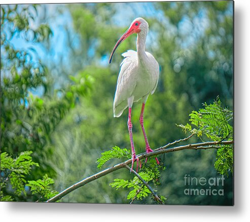 Aquatic Birds Metal Print featuring the photograph Out On A Limb by Judy Kay