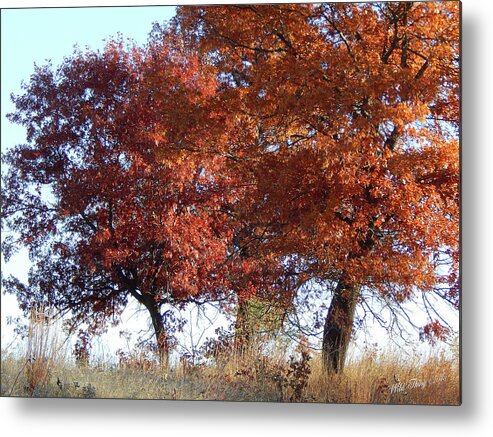 Oak Trees Metal Print featuring the photograph Passing Autumn by Wild Thing
