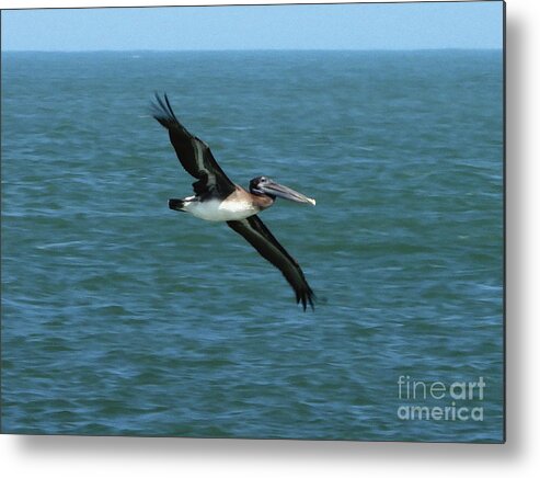 Pelecanus Occidentalis Metal Print featuring the photograph Pelecanus Occidentalis by Scott Cameron