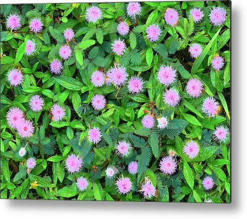 Pink Metal Print featuring the photograph Pink Powder puffs by Sean Davey