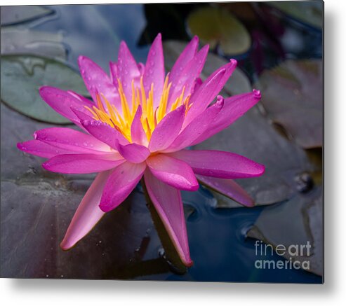 Pink Metal Print featuring the photograph Pink Water Lily at Sara P Duke Garden by L Bosco