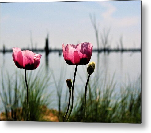 Water View Metal Print featuring the photograph Poppies on Lake Mulwala 2 by Joan Stratton