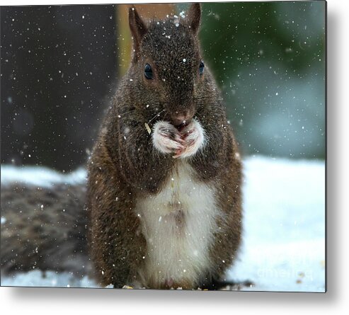 Animal Metal Print featuring the photograph Portrait of a Squirrel in Snow by Sandra J's
