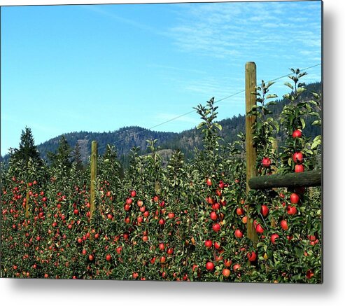 Apples Metal Print featuring the photograph Ready For Harvest by Will Borden