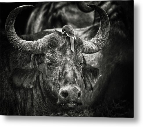 Nakuru Metal Print featuring the photograph Red-billed Oxpecker And The Buffalo by Mathilde Guillemot