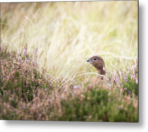 Female Red Grouse Metal Print featuring the photograph Red Grouse by Anita Nicholson