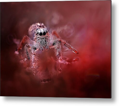 Macro Metal Print featuring the photograph Red Spider by Fauzan Maududdin