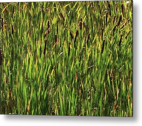  Metal Print featuring the photograph Reeds by Sylvan Rogers