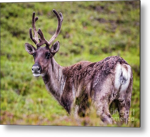 Reindeer Metal Print featuring the photograph Reindeer, Denali National Park, Alaska by Lyl Dil Creations
