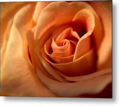Flower Metal Print featuring the photograph Melon-colored Rose by Anamar Pictures