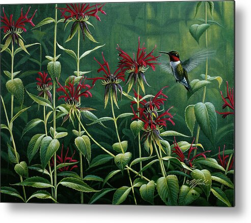 Humming Bird Feeding On Flowers Metal Print featuring the painting Ruby Throat Hummingbird & Monarda by Wilhelm Goebel