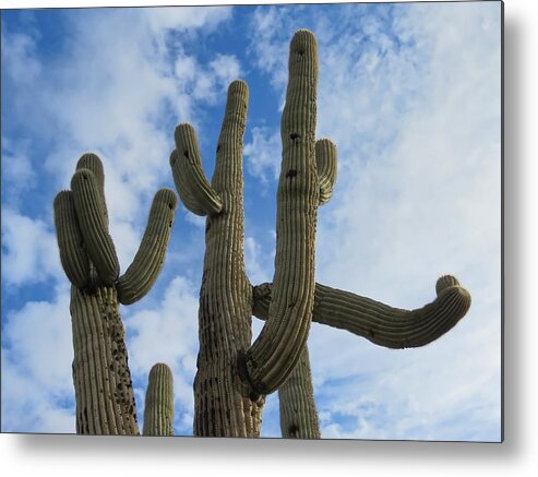 Arizona Metal Print featuring the photograph Saguaro Clique by Judy Kennedy