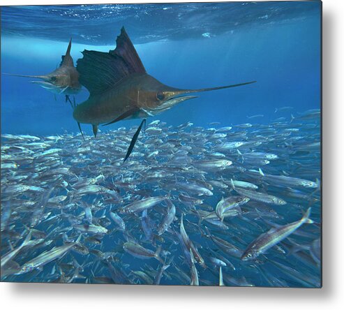 00558730 Metal Print featuring the photograph Sailfish Hunting Round Sardinella, Isla Mujeres, Mexico by Tim Fitzharris