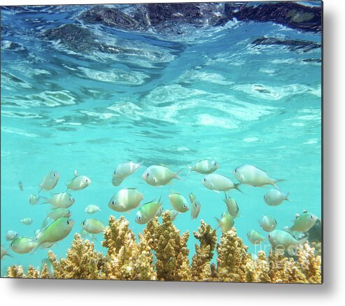 Coral Reef Metal Print featuring the photograph School in the Blue Lagoon by Becqi Sherman