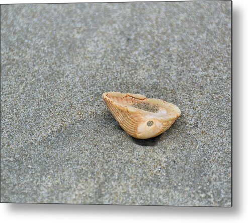 Banker Metal Print featuring the photograph Sea-shell by JAMART Photography