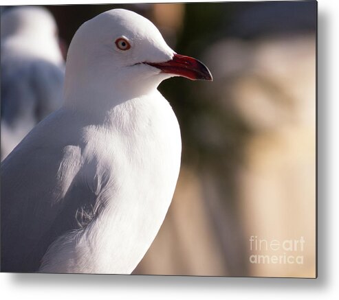 White Metal Print featuring the photograph Seagull Bird Close Up 2 by Christy Garavetto