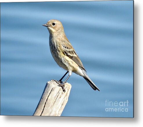 Sparrow Metal Print featuring the photograph Seaside Sparrow by Beth Myer Photography