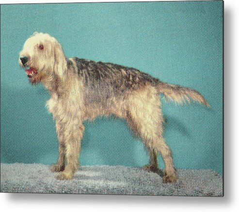 Animal Metal Print featuring the drawing Shaggy Dog by CSA Images
