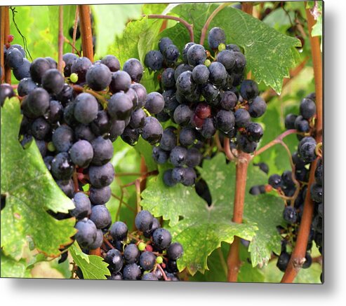 Grapes Metal Print featuring the photograph Shalestone - 13 by Jeffrey Peterson