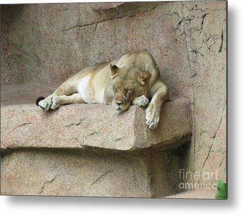Female Metal Print featuring the photograph She Lion by Mary Mikawoz