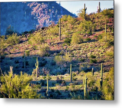 Arizona Metal Print featuring the photograph Slope of the Saguaros by Judy Kennedy
