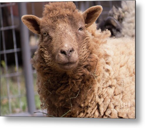 Sheep Metal Print featuring the photograph Smirking Sheep by Christy Garavetto