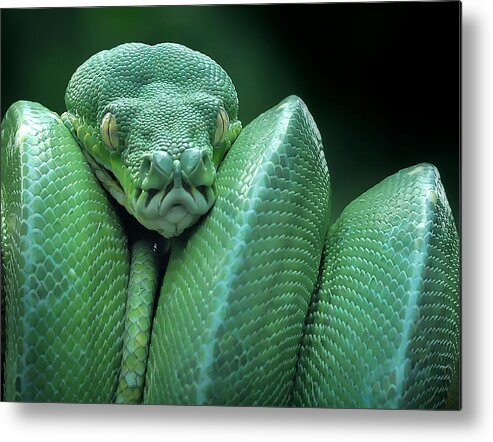 Green Metal Print featuring the photograph Snake (gtp / Green Tree Python) by Yan Hidayat