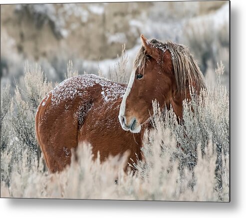 Sand Wash Basin Metal Print featuring the photograph Snow Dusted Mustang Stallion by Dawn Key